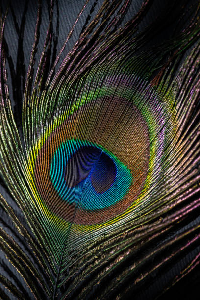 istock Peacock feather color full on black background and shadow masks 1225596035