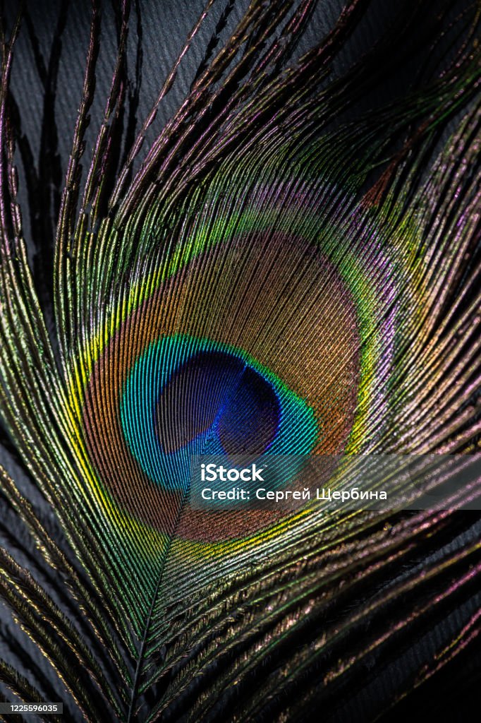Peacock Feather Color Full On Black Background And Shadow Masks Stock Photo  - Download Image Now - iStock