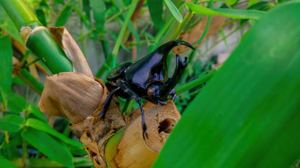 Rhinoceros beetle on a branch Rhinoceros beetle on a branch. hercules beetle stock pictures, royalty-free photos & images