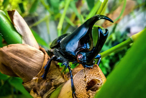 носорог жук, геркулес жук, единорог жук, рог жука, самец на зеленой бамбуковой ветви - радужный жук олень фотографии стоковые фото и изображения