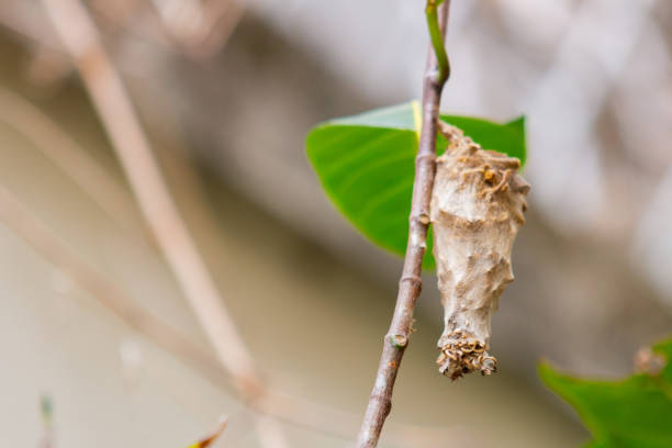 istock butterfly cocoon on a tree in Rio de Janeiro 1225597014