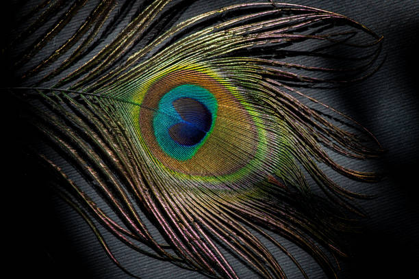 Peacock feather color full on black background and shadow masks