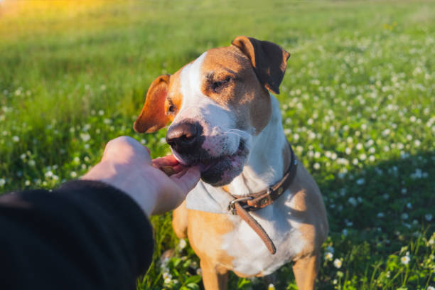 Giving a treat to a dog outdoors. Human hand giving food to a puppy in green field, late spring or summer dog biscuit photos stock pictures, royalty-free photos & images