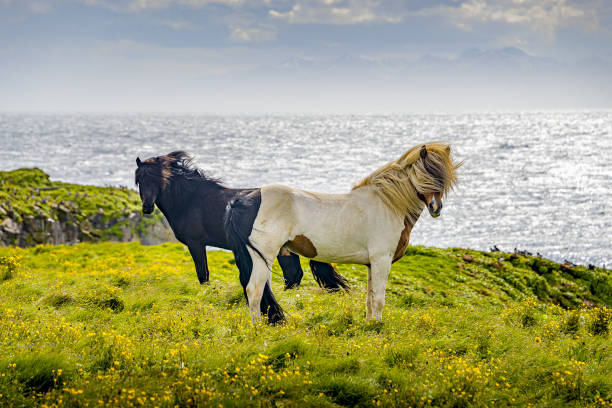 Two Icelandic adult horses standing in meadow field in front of ocean and fjords as beautiful Icelandic Landscape, Iceland, summer, sunny day stock photo