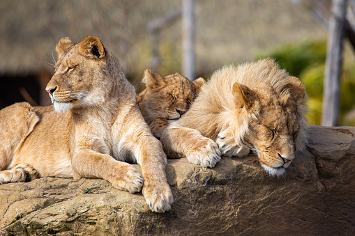 Female lion, Lioness on the ground