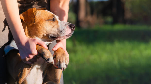 istock Dog in human hands outdoors in summer, copy space image. 1225598246