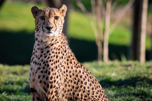 Male cheetah close up