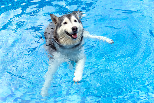 A medium size working dog breed, Siberian husky is swimming in the pool with smiling face. Water therapy for pets recovering from surgery, arthritis issues, and dogs with most types of paralysis.