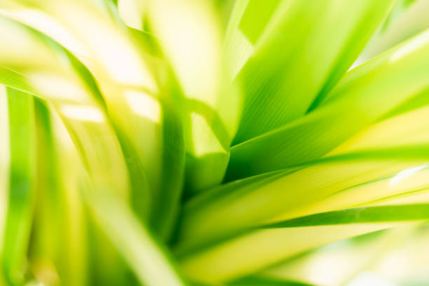 istock Closeup nature view of green leaf 1225600050