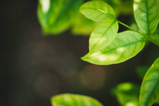 istock Closeup nature view of dark green leaf 1225600062