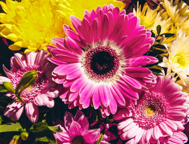 uma bela combinação de margaridas e barberton daisy. - gerbera daisy stem flower head pink - fotografias e filmes do acervo