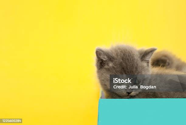 Foto de O Gato Preto Engraçado Rasgou O Papel Amarelo E Olhando Acima Jogo  De Gato e mais fotos de stock de Gato doméstico - iStock
