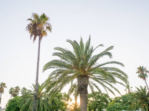 istock Green beautiful palm tree isolated on blue sky 1225601189