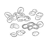 Set of hand drawn peanut images isolated on white background. Ink sketch of nuts. Vector illustration. Peanuts, nuts in shell and  leaves.
