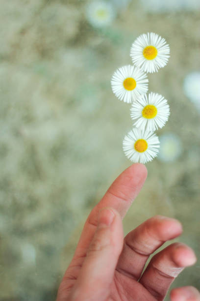 A bouquet of daisies in hand against a background of blue sky with clouds. Summer, joy