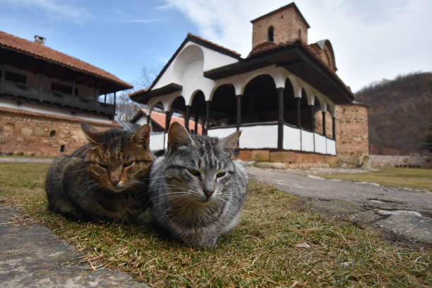 istock Poganovo Monastery, Serbia 1225602803