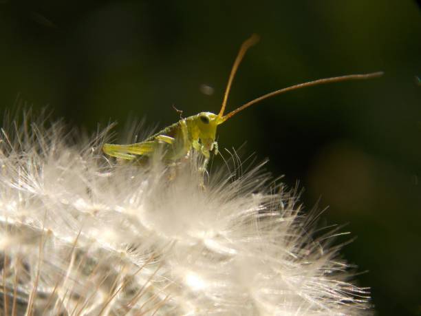 istock a small green grasshopper on a dandelion 1225603036