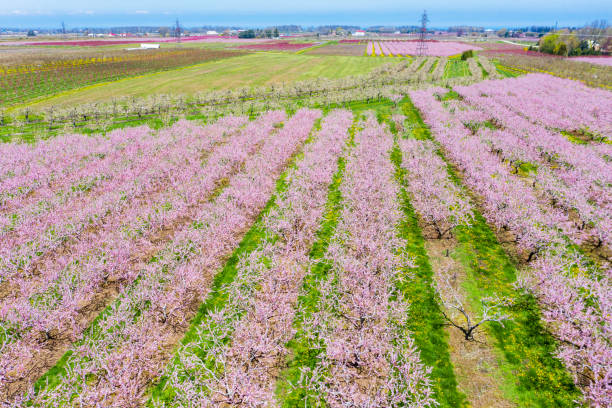 istock Blooming orchard in spring at Niagara falls area, Ontario, Canada 1225603250