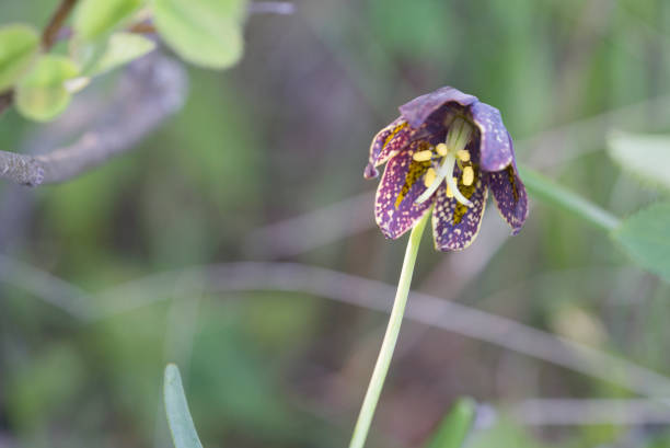 istock Woodland brown bells 1225603358