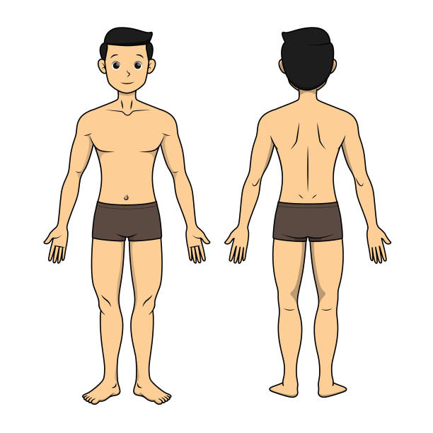 78 Cartoon Of Human Body Outline Front And Back Illustrations & Clip Art -  iStock