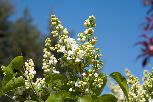 Flowering tree in springtime