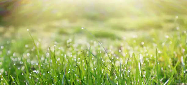 Bright green grass with dewdrops under the rays of the morning sun. Spring time