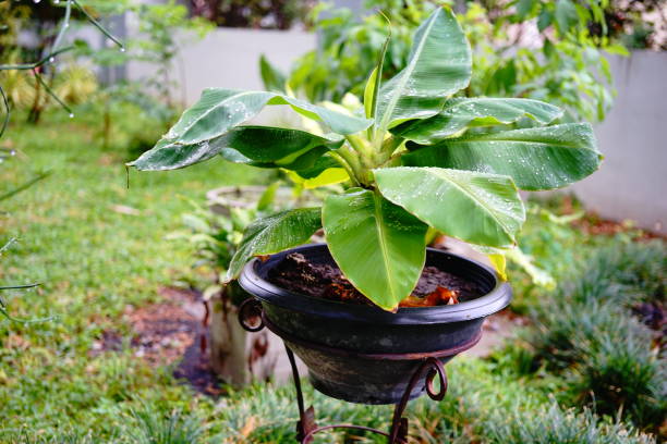 Small banana tree in pot Close-up Small Cavendish Banana in garden banana tree stock pictures, royalty-free photos & images