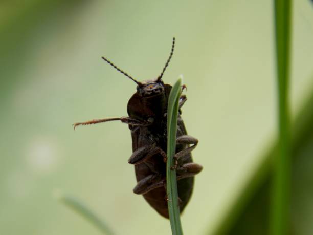istock a beetle on a blade of grass 1225606208