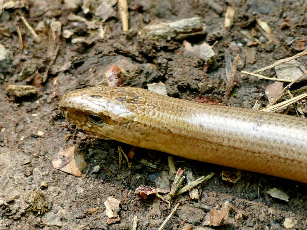 istock European blindworm on a way 1225606924
