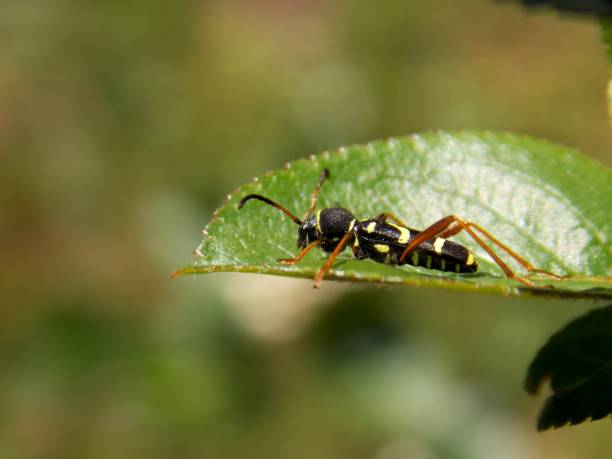 istock a colorful beetle on a plant leaf 1225606988