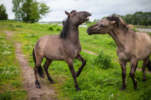istock Wild horses in the meadow 1225607103