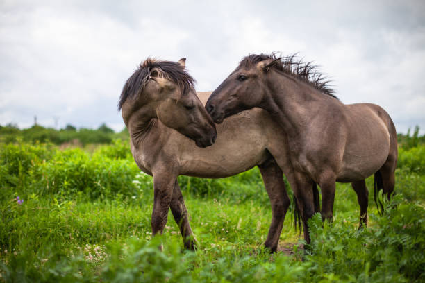 istock Wild horses in the meadow 1225607275