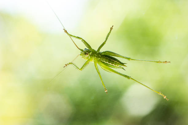 Alive green grass hopper sitting on a window underbelly view macro close up shot isolated against outside vegetation 2020