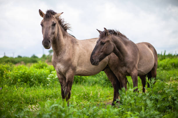 istock Wild horses in the meadow 1225607371