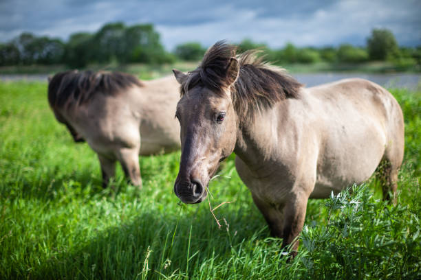 Horse which no exist