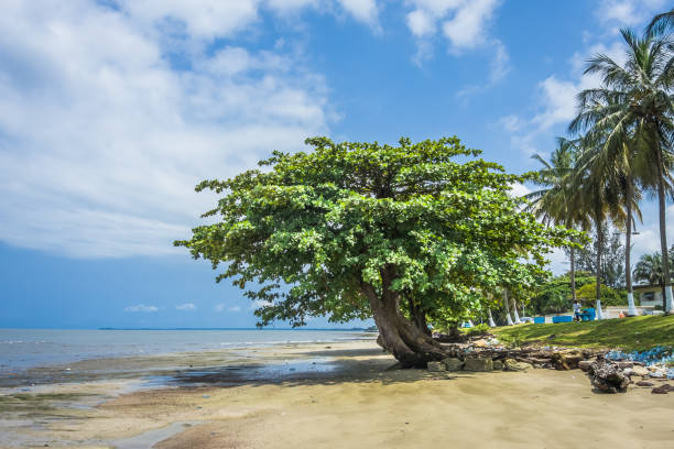 470+ Fotos, Bilder und lizenzfreie Bilder zu Libreville Fotos iStock