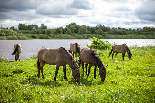 Wild horses on the meadows of river Lielupe next to the city of Jelgava