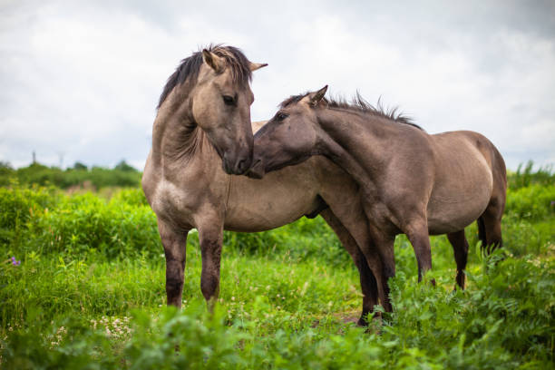 istock Wild horses in the meadow 1225607710