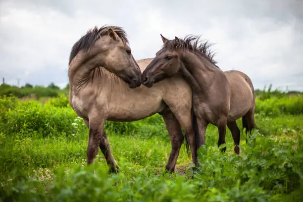 Photo of Wild horses in the meadow
