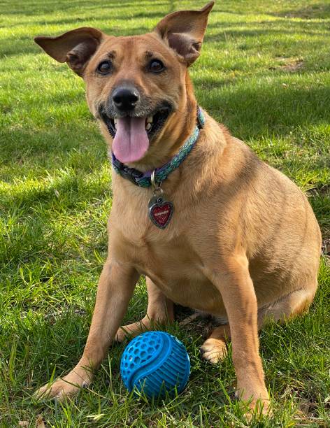 istock Happy Dog with Ball Ready to play sitting 1225608546