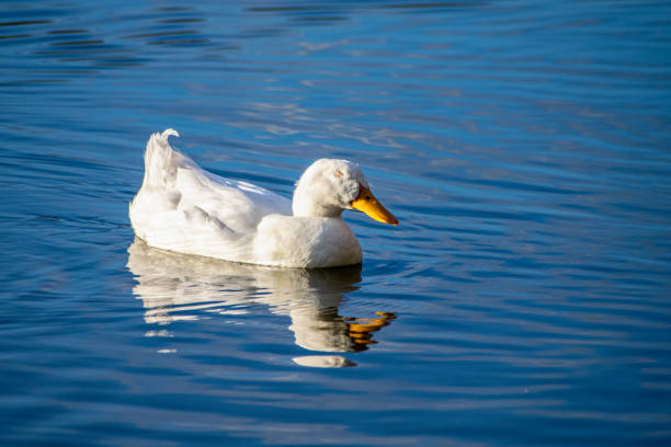 istock Sleeping whilst swimming as a white pekin ducks shuts eyes on a still calm lake 1225608781