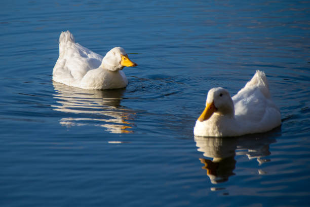 istock Sleeping whilst swimming as a white pekin ducks shuts eyes on a still calm lake 1225608834