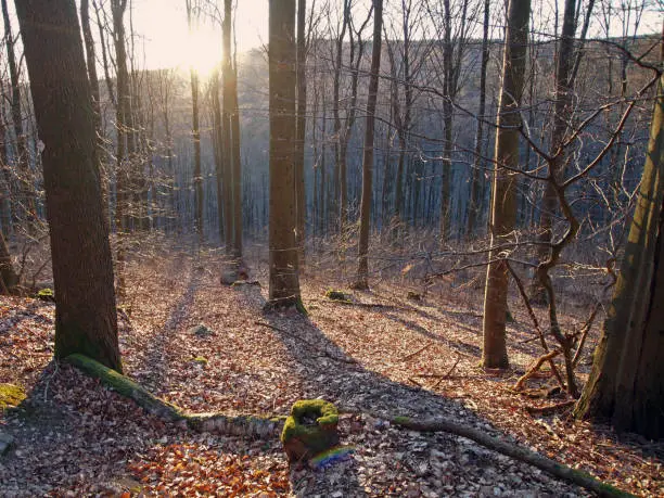 beech forest at sunset at Taunus mountain range, Hesse, Germany