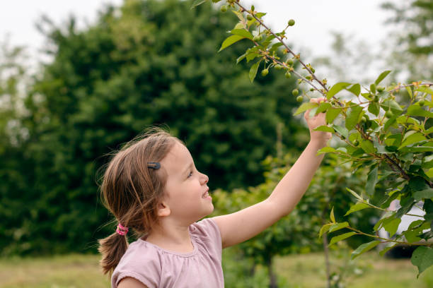 istock Little girl looks at a cherry tree 1225609177