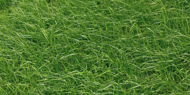 istock Grass texture, green lawn surface, field. Nature wallpaper. 1225610106