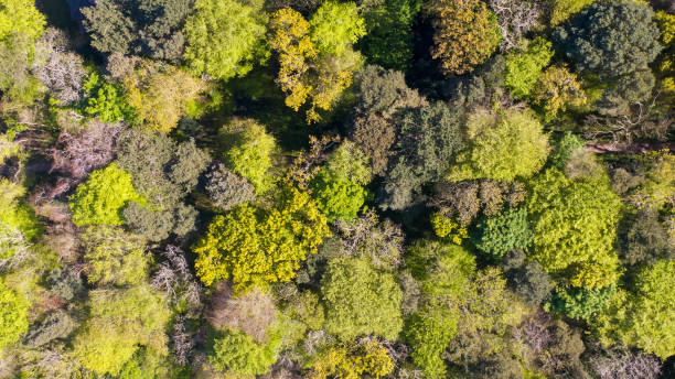 istock Top view on Trees in forest in Northern Ireland, full frame 1225610435