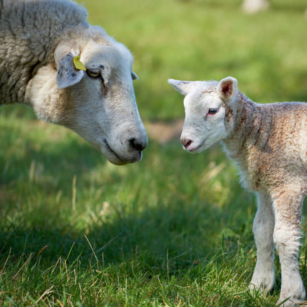 ewe con un cordero recién nacido - livestock rural scene newborn animal ewe fotografías e imágenes de stock