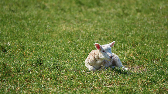 Two lambs in a paddock in the Canterbury Region of New Zealand's South Island.