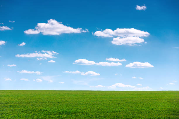 Green field and blue sky with clouds