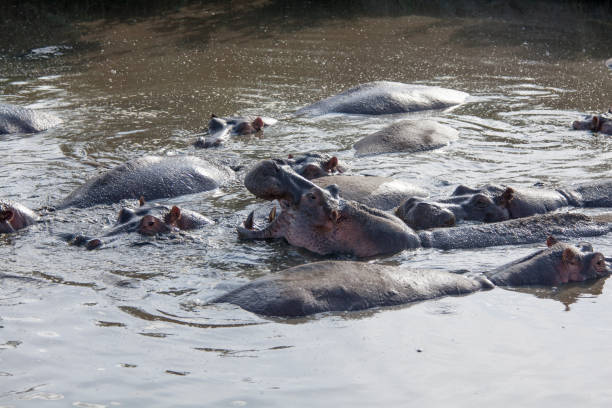 istock Hippopotamuses on the water Tanzania 1225611613